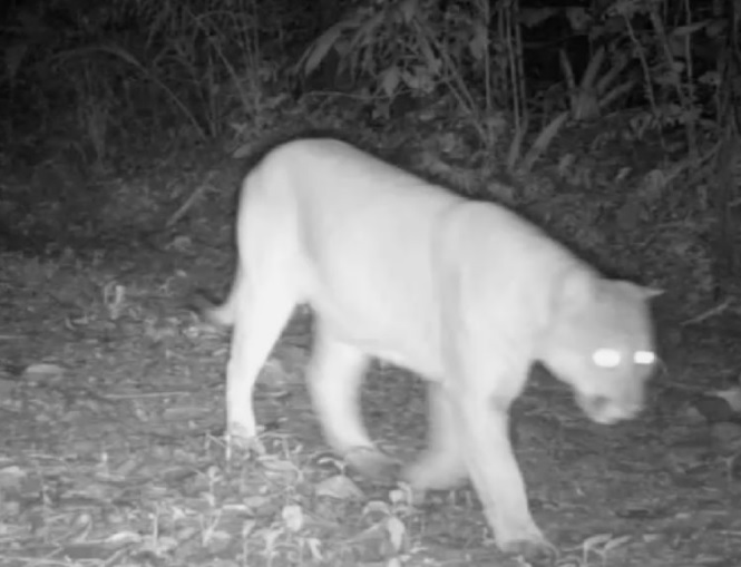 Inea Registra On A Parda E Jaguatirica No Parque Estadual Cunhambebe