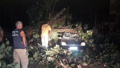 Agentes da defesa civil trabalharam na retirada de uma árvore em cima de um carro em Mangartiba