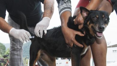 CÃES E gatos deverão ser vacinados na campanha de vacinação em Itaguaí e Seropédica