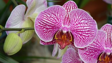 ADEPTOS DA orquidofilia poderão participar de evento sobre orquídeas, na UFRRJ