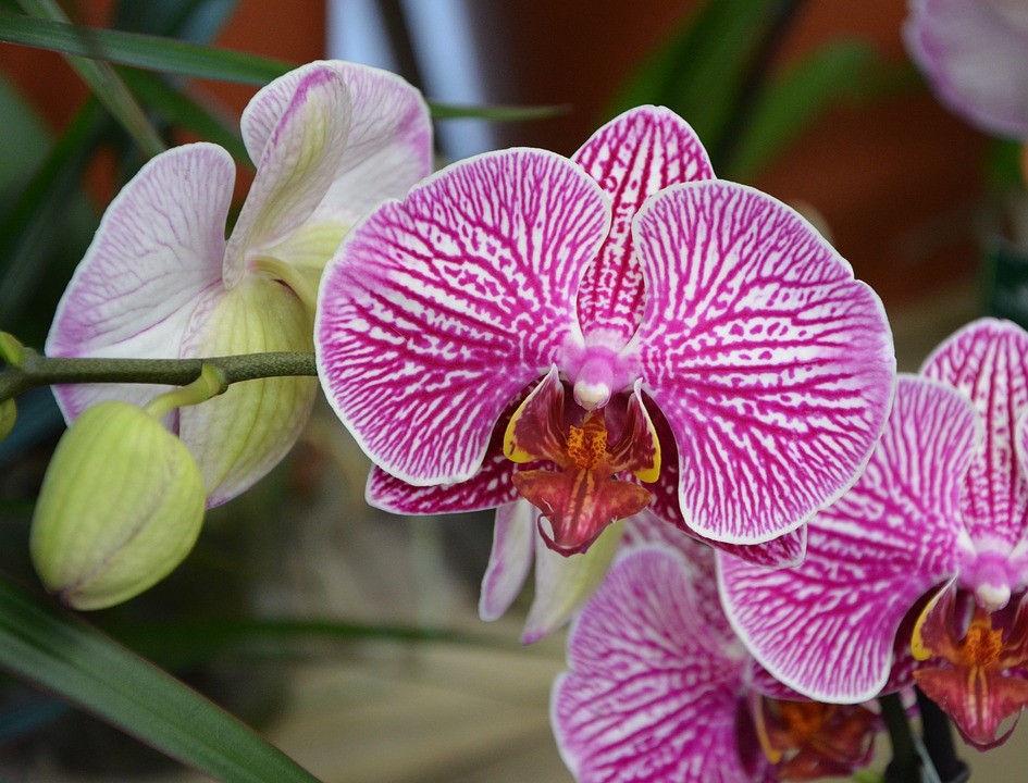 ADEPTOS DA orquidofilia poderão participar de evento sobre orquídeas, na UFRRJ
