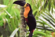 O tucano, uma das espécies ameaçadas de extinção pode ser encontrado na Mata Atlântica