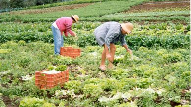 PRODUTORES RURAIS poderão participar de seminário sobre produção sustentável em Angra