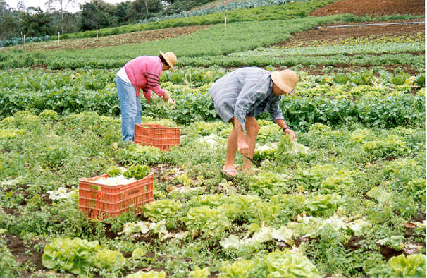 PRODUTORES RURAIS poderão participar de seminário sobre produção sustentável em Angra