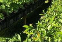 Mudas para o reflorestamento da Mata Atlântica