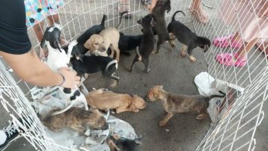 Mangaratiba promoverá uma feira de adoção de animais no próximo dia 13, a partir das 8h, na Praça Robert Simões, no centro. Organizado pela Secretaria de Meio Ambiente de Mangaratiba em parceria com a ONG ProAniman (Proteção Animal Mangaratiba), o evento tem como objetivo encontrar lares para animais resgatados de situações de abandono