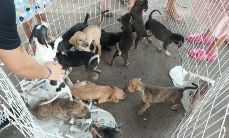 Mangaratiba promoverá uma feira de adoção de animais no próximo dia 13, a partir das 8h, na Praça Robert Simões, no centro. Organizado pela Secretaria de Meio Ambiente de Mangaratiba em parceria com a ONG ProAniman (Proteção Animal Mangaratiba), o evento tem como objetivo encontrar lares para animais resgatados de situações de abandono