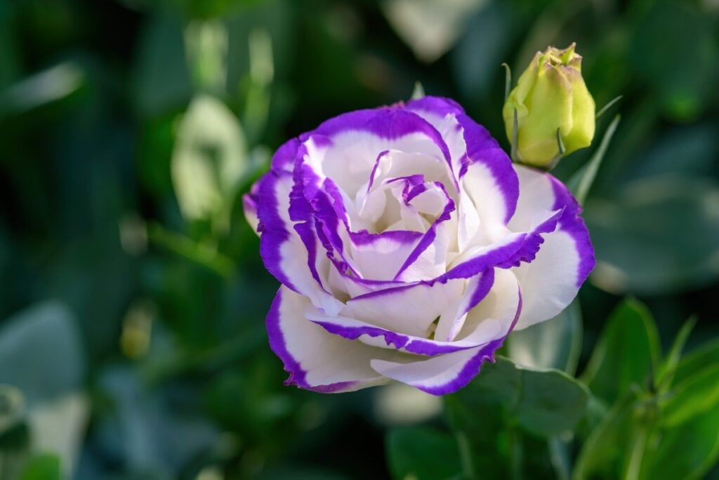 Flor lisianthus branca e roxa em uma jardim 