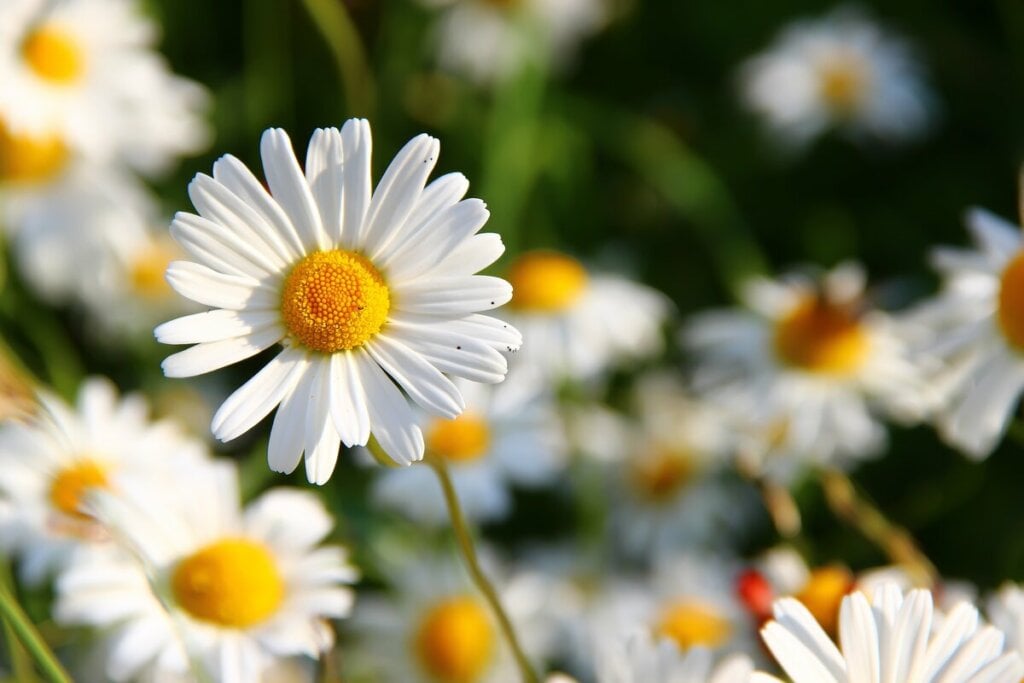 Margaridas em um jardim