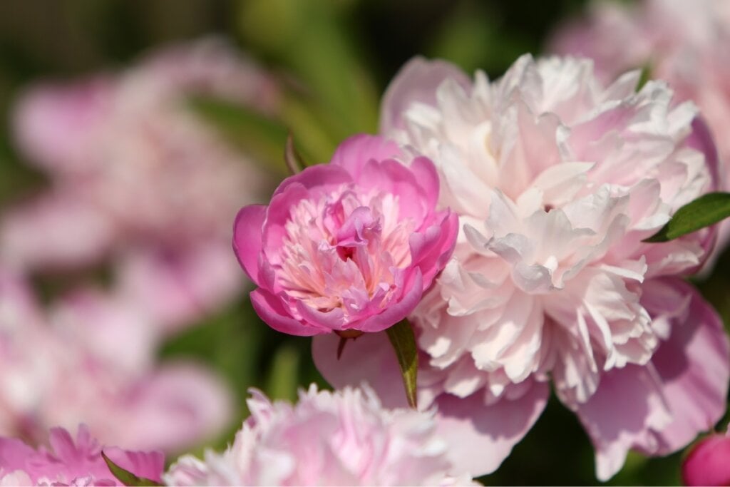 Flor de peônia rosa 