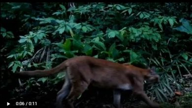 Onça é flagrada em armadilha fotográfica no Parque Cunhambebe