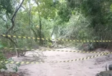 Árvore caída bloqueia estrada na Ilha da Marambaia