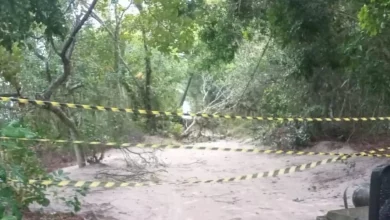 Árvore caída bloqueia estrada na Ilha da Marambaia