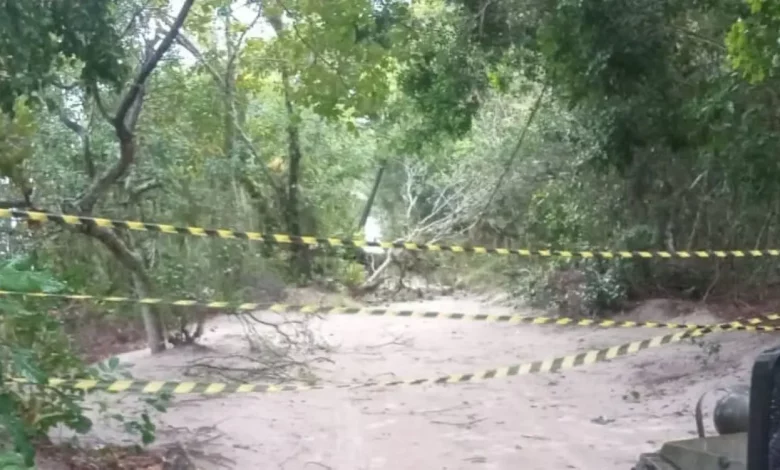 Árvore caída bloqueia estrada na Ilha da Marambaia