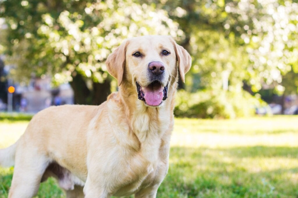 Labrador em um gramado.