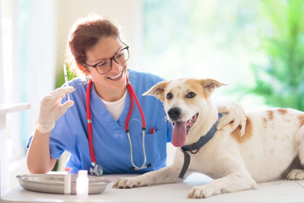 Veterinária segurando uma seringa ao lado de um cachorro deitado