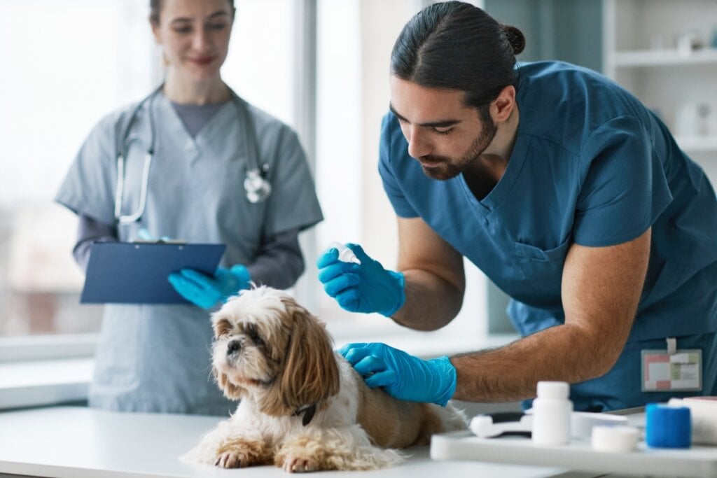 Veterinário aplica cuidados médicos a um cachorro de pelo longo, enquanto outra profissional observa e faz anotações