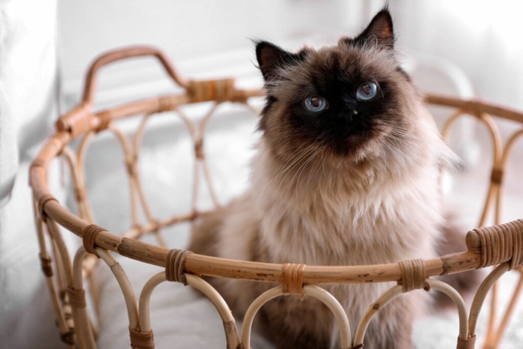 Gato balinês sentado dentro de cesto