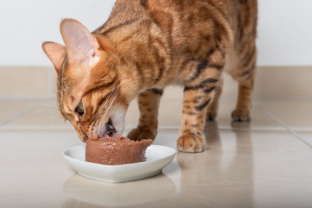 Gato comendo patê em recipiente branco