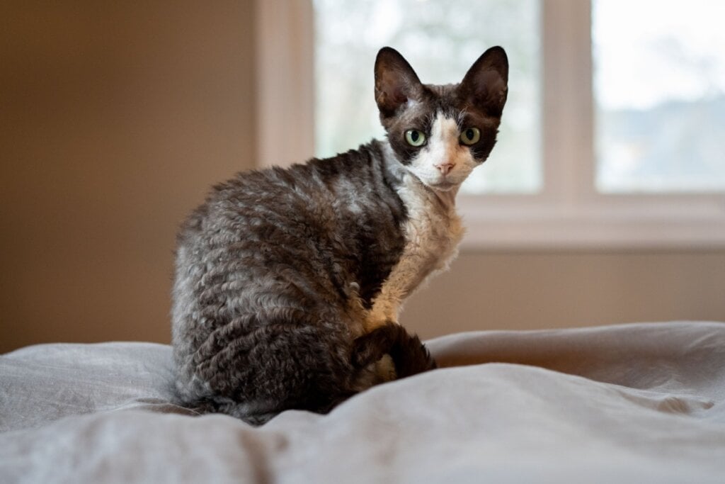 Gato da raça devon rex sentado em cima de uma cama 