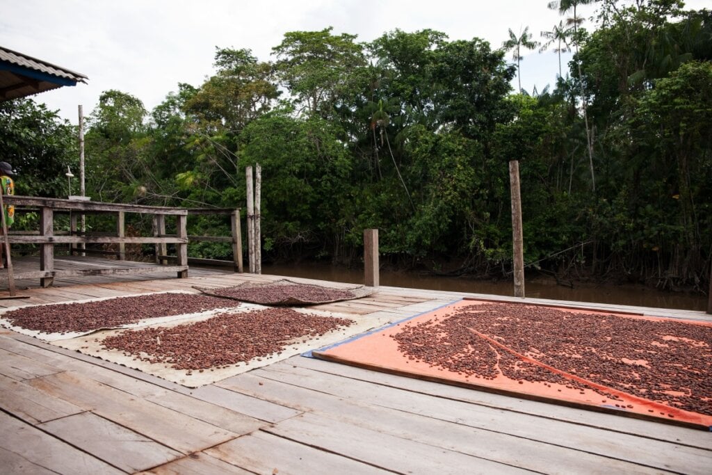 Cacau expostos para produção de chocolate artesanal