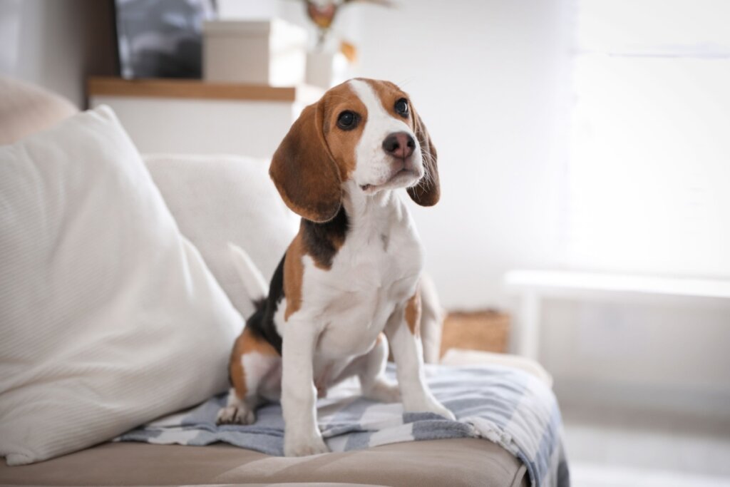 Cachorro da raça beagle sentado no sofá da sala 