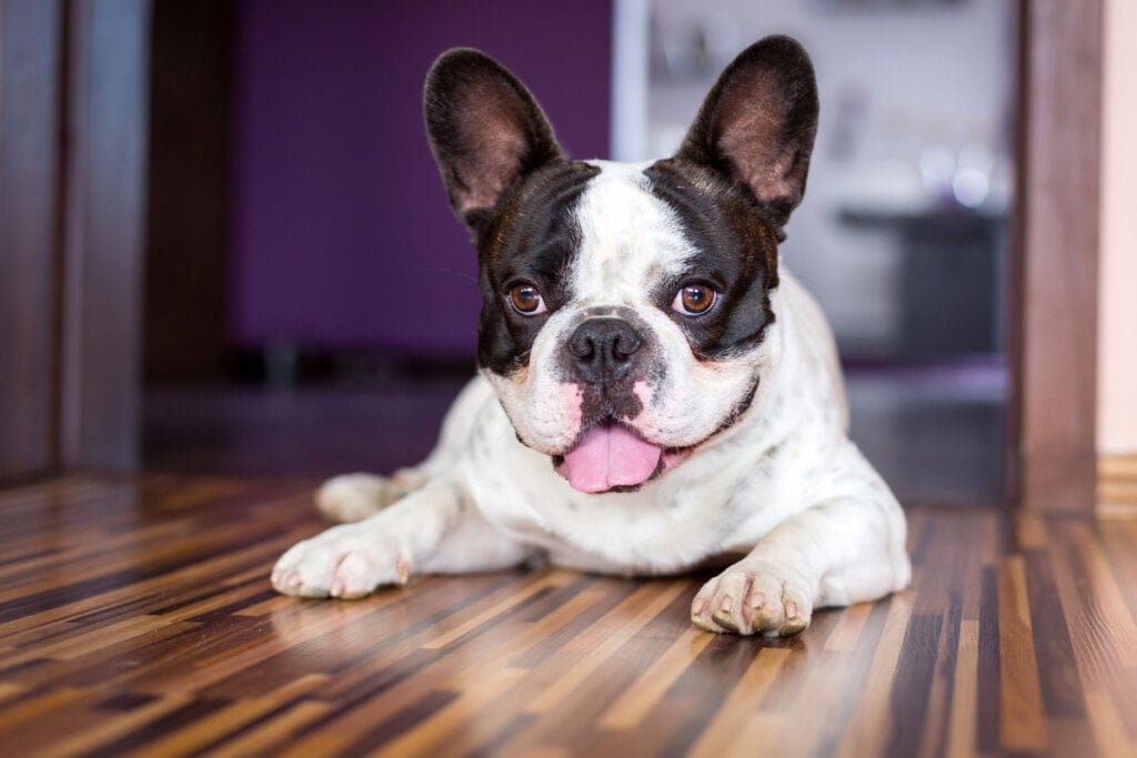 Bulldog francês deitado em piso de madeira