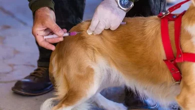 Agente de saúde realiza aplicação da vacina antirrábica em cachorro