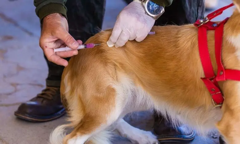 Agente de saúde realiza aplicação da vacina antirrábica em cachorro