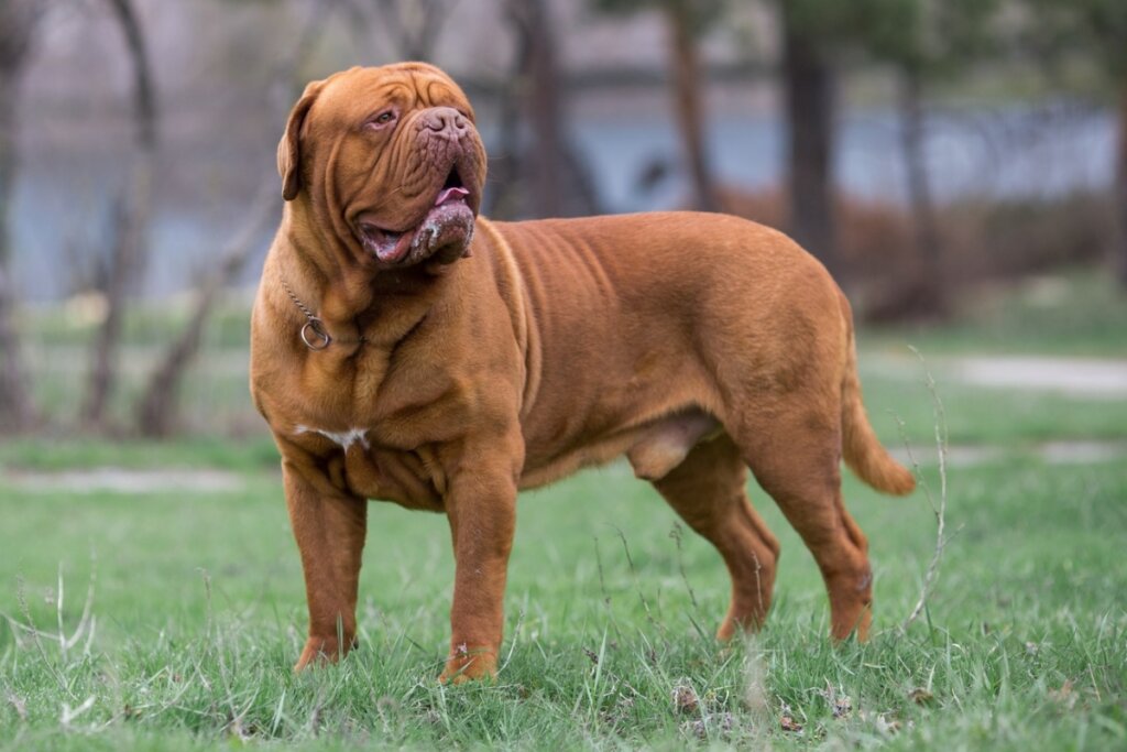 Cachorro dogue de bordeaux em pé em um gramado verde