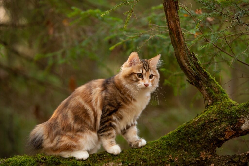 Gatos da raça Kurilian bobtail sentado em cima de uma pedra em uma floresta