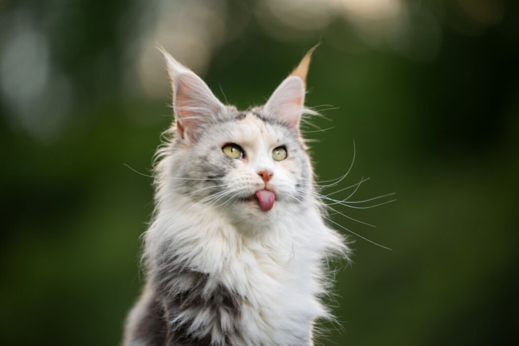 Maine coon