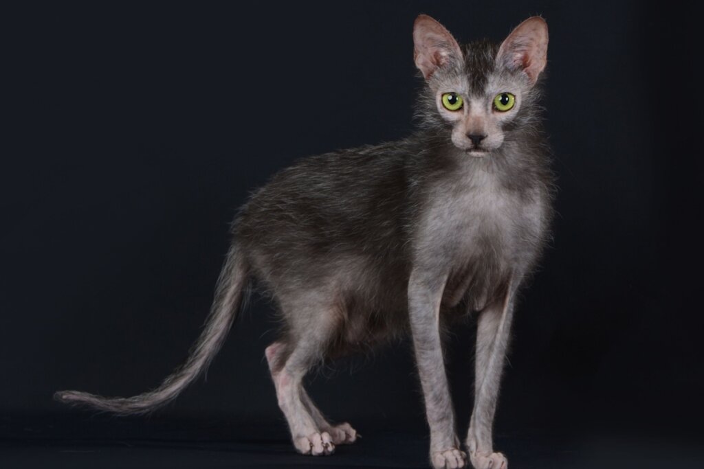 Gato da raça lykoi em fundo preto