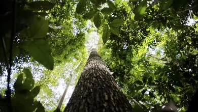 Foto de uma árvore no meio da floresta