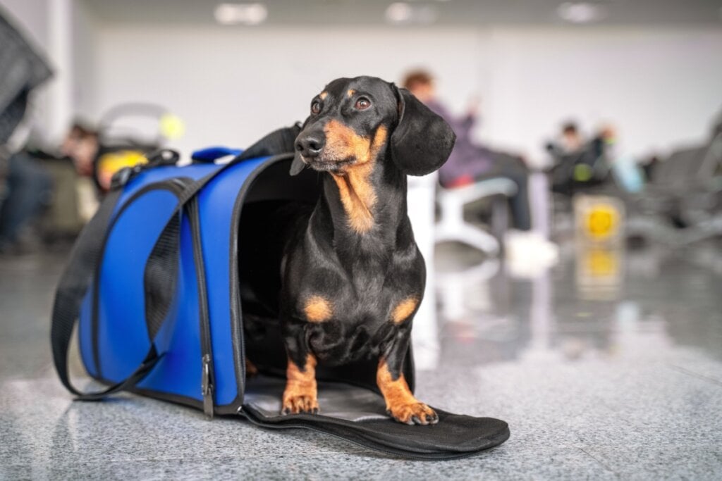 cachorro salsicha preto e marrom dentro de bolsa de transporte azul