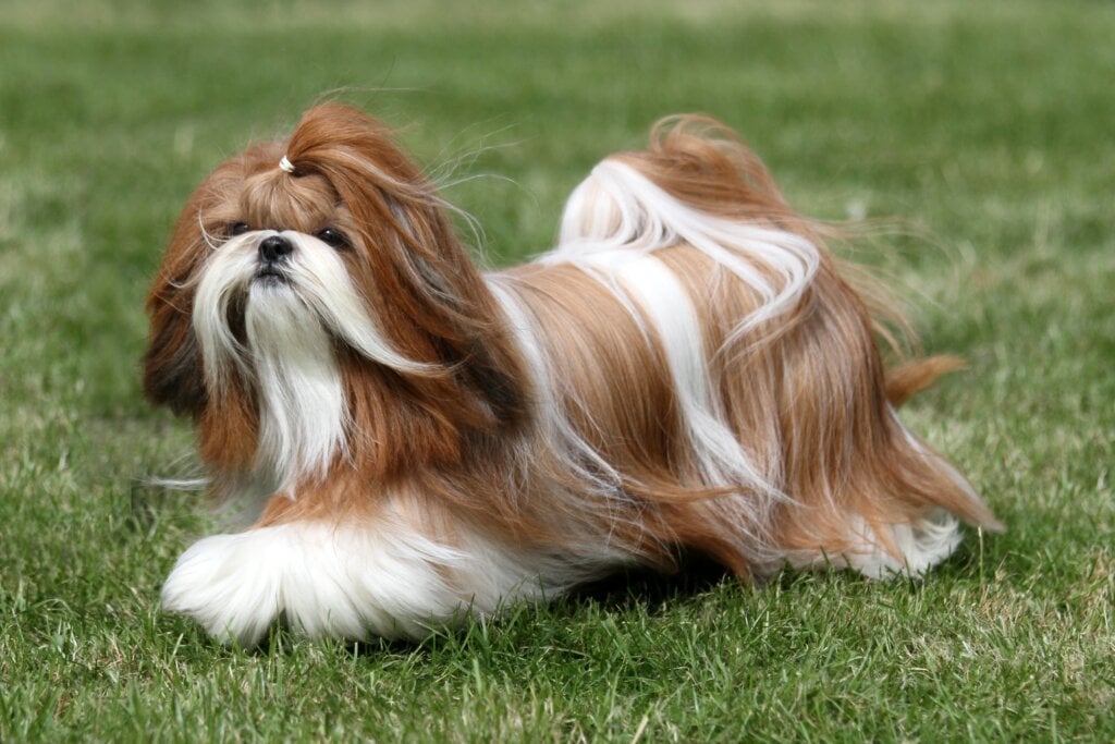 Cachorro shih tzu marrom e branco na grama