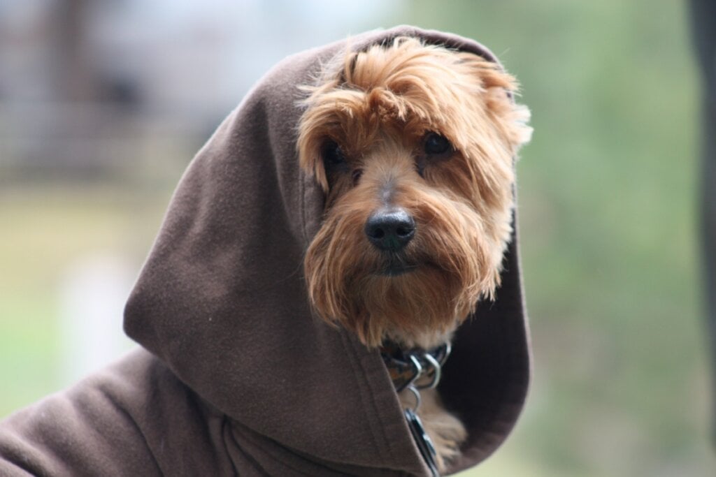 Cachorro usando uma camisa de frio com gorro marrom e olhando para o lado