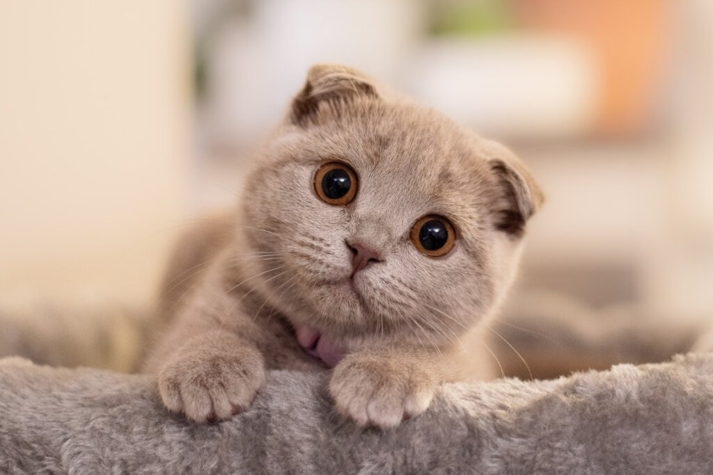 Gato scottish fold marrom-claro, deitado em um sofá com as orelhas baixas e olhando com cabeça de lado 