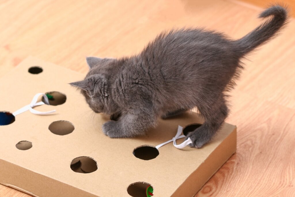 Filhote de gato brincando com uma caixa de papelão com furos 