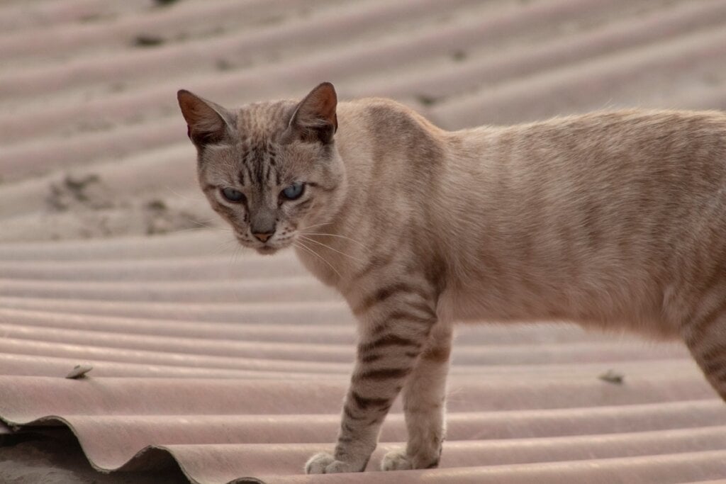 Gato mist australiano em um telhado 