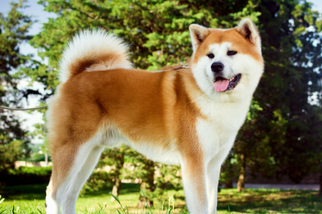 cachorro akita branco e marrom. fundo verde com árvores