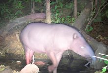 Antas em vida livre no Rio de Janeiro
