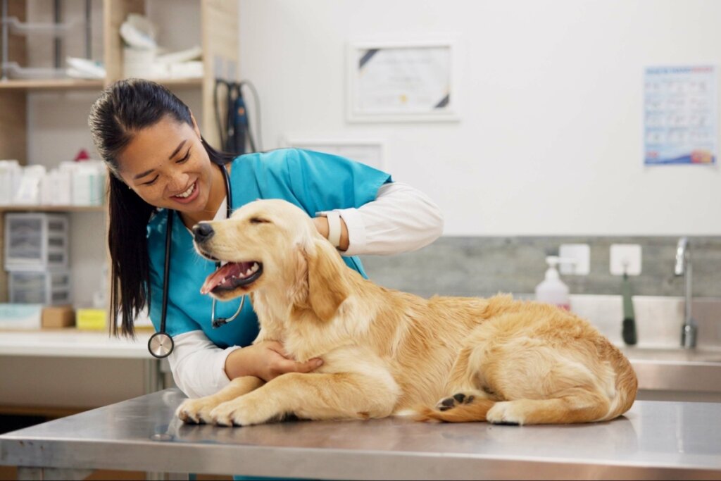 Médica veterinária examinando cachorro no consultório