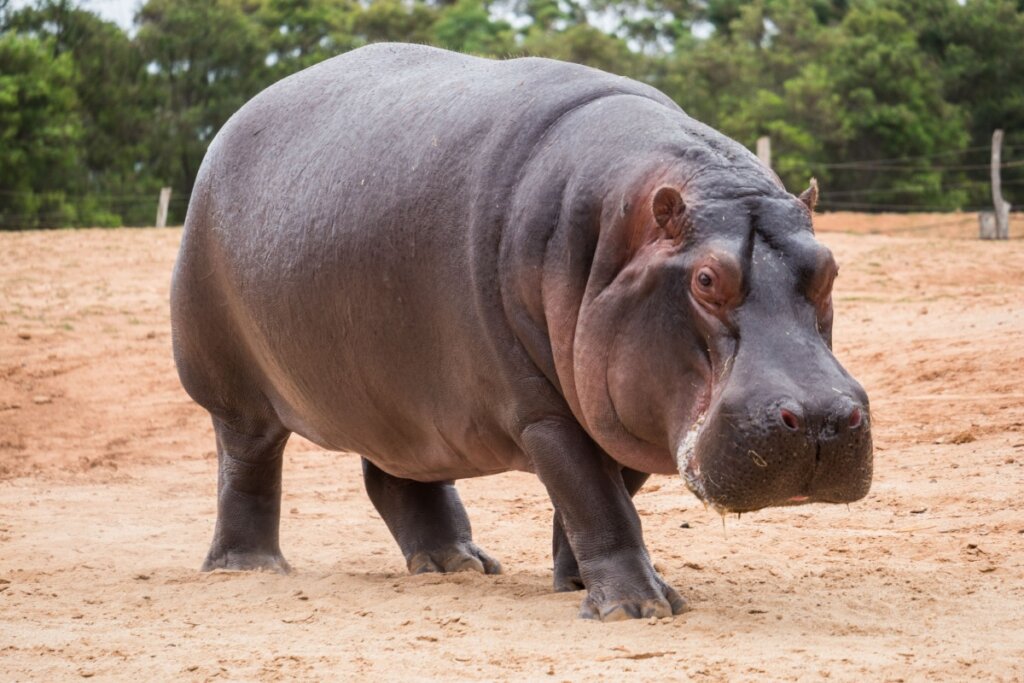 imagem de grande hipopótamo andando em chão de terra