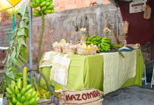 Foto 2ª Festa da Banana agita Mazomba mostra exposição de cachos de banana in natura