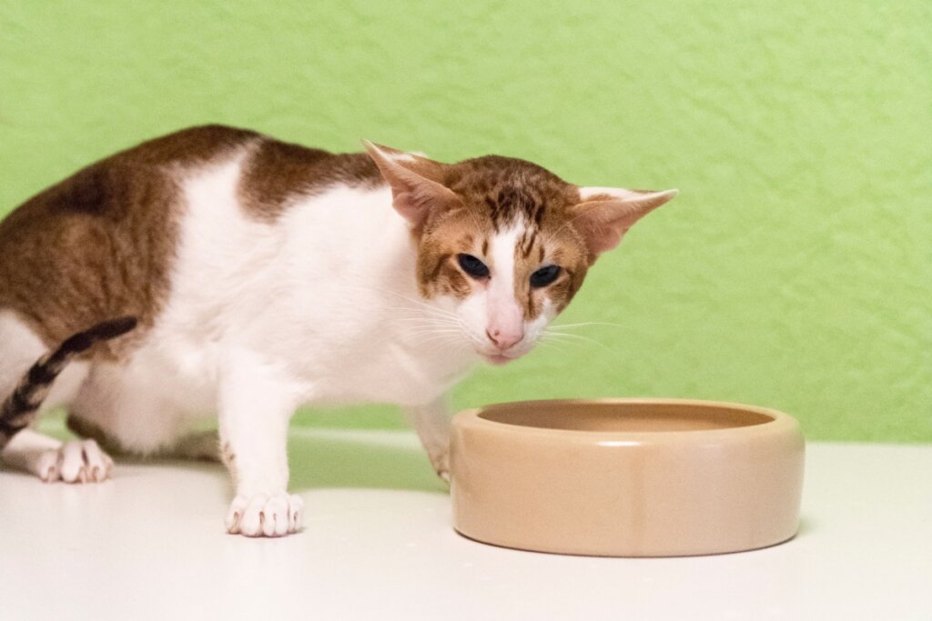 Gato da raça oriental shorthair em frente a um pote de ração marrom 