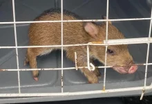 Um cateto dentro de uma jaula