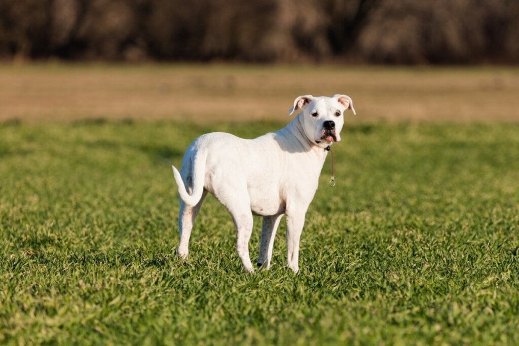 Dogo argentino em pé e olhando para trás em uma grama 