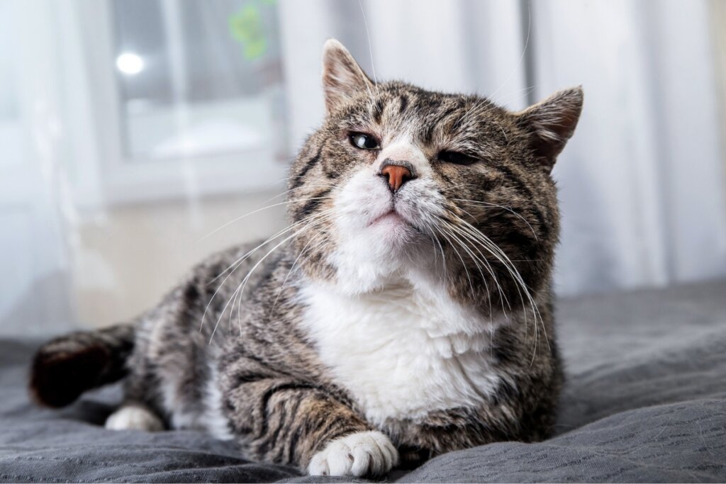 Gato com pelos branco, cinza e preto listrados, deitado com a cabeça levantada e olhando para o lado