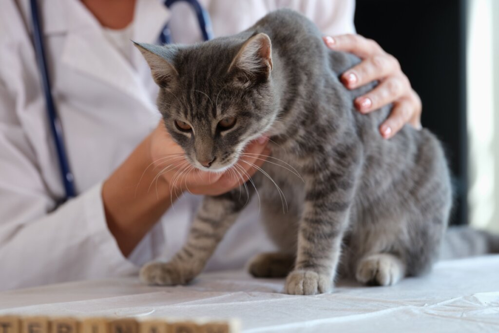 Gato sentado, sendo examinado por uma médica veterinária 